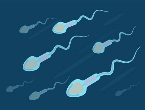 Does Masturbation Decrease Sperm Count?